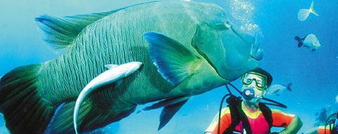 Aristocat Snorkel And Scuba Port Douglas - Inverell Accommodation 0