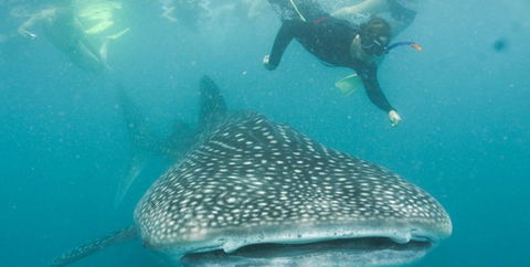 Aristocat Snorkel And Scuba Port Douglas - Inverell Accommodation 1