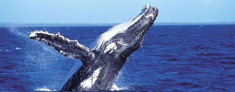 Aristocat Snorkel And Scuba Port Douglas - Inverell Accommodation 2