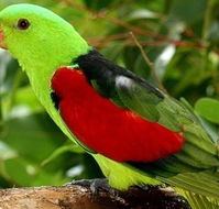 Birdworld Kuranda - Inverell Accommodation