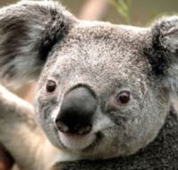 Wildlife Habitat - Inverell Accommodation