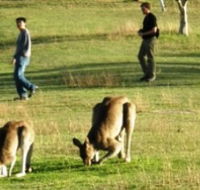 Araucaria Ecotours - Inverell Accommodation