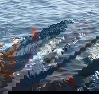 Eden Whale Festival