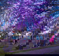 Grafton Jacaranda Festival - Inverell Accommodation