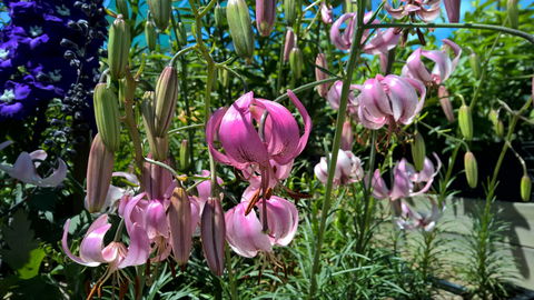 Burnie Lilium Show - Inverell Accommodation 1