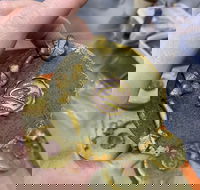 Contemporary Mooncake Masterclass - Inverell Accommodation