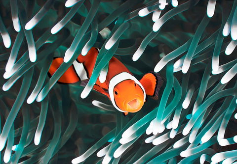 Great Barrier Reef Masters Games - Inverell Accommodation 1