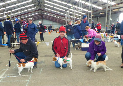 Hamilton Jack Russell Terrier And Hunting Dog Show - Inverell Accommodation 0