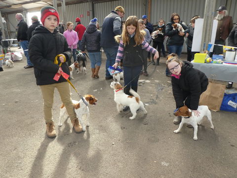 Hamilton Jack Russell Terrier And Hunting Dog Show - Inverell Accommodation 1