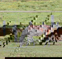 Airport Motel Sir Francis Drake - Inverell Accommodation