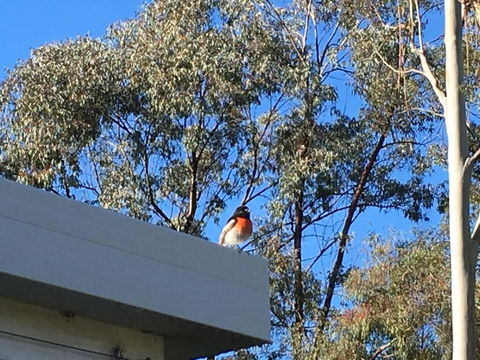 Applegate Lane Chalet - Inverell Accommodation 1