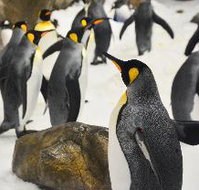 Comfort Hotel Elizabeth Tower - Inverell Accommodation