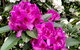 Aldgate Creek Cottage Bed & Breakfast - thumb 5