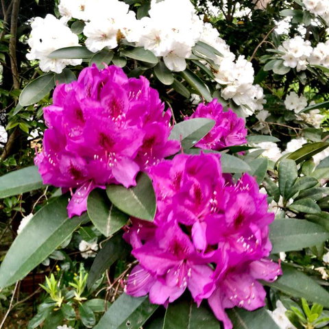 Aldgate Creek Cottage Bed & Breakfast - Inverell Accommodation 5