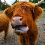 Dumbleyung WA Inverell Accommodation