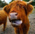 Nutcrackers Lodge - Inverell Accommodation