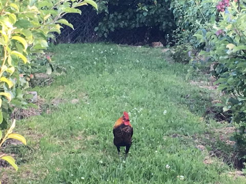 Cygnet Old Bank B & B Cafe & Gift Store - Inverell Accommodation 2