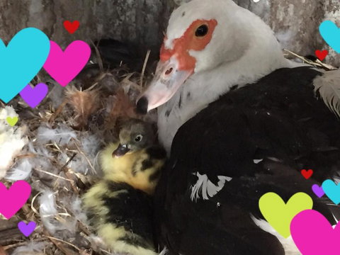 Bush Retreat Farm House - Inverell Accommodation 4