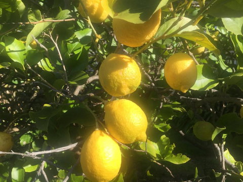 Bush Retreat Farm House - Inverell Accommodation 6