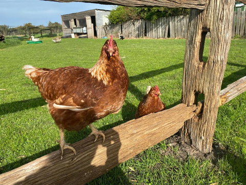 Bush Retreat Farm House - Inverell Accommodation 1