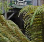 The Wombat Cottage - Inverell Accommodation