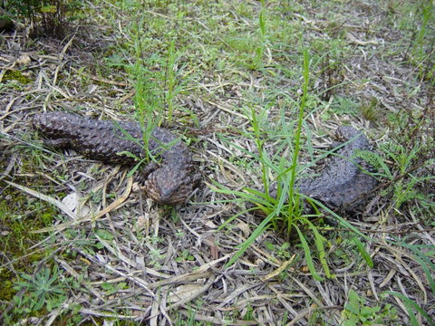 Didgy Ridge - Inverell Accommodation 3