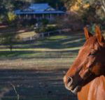 Historic Oak Hill House Estate Truffle Gourmet Festival Region - Inverell Accommodation