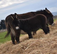 Malakai Farm Stay - Inverell Accommodation