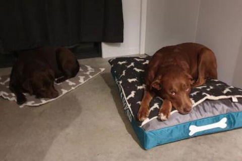 Hoof & Hound Country Escape - Inverell Accommodation 2