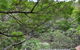 ALAN1 Leafy Tranquil Home - thumb 3