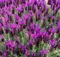 The Green Welly Stop - Inverell Accommodation