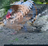 Halls Haven Holiday Units - Inverell Accommodation