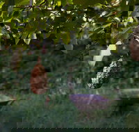 Little Wombat - Inverell Accommodation