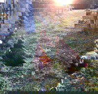 Bryn Glas Farm Stay - Inverell Accommodation