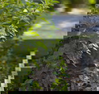 Grampians Eco YHA - Hostel - Inverell Accommodation