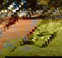 Enderslie House Bed  Breakfast - Inverell Accommodation