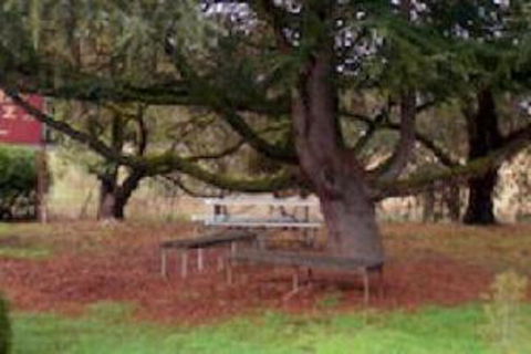 Auburn Shiraz Motel - Inverell Accommodation 0