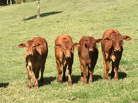 King Ludwigs Cottage - Inverell Accommodation 4