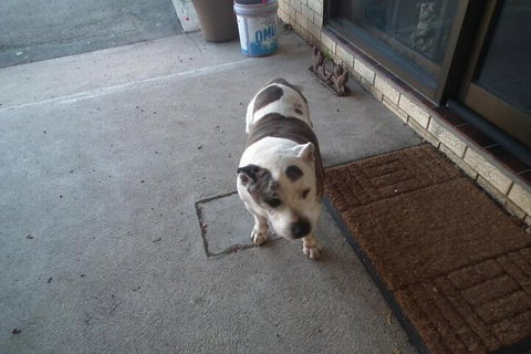 Bega Southtown Motor Inn - Inverell Accommodation 1