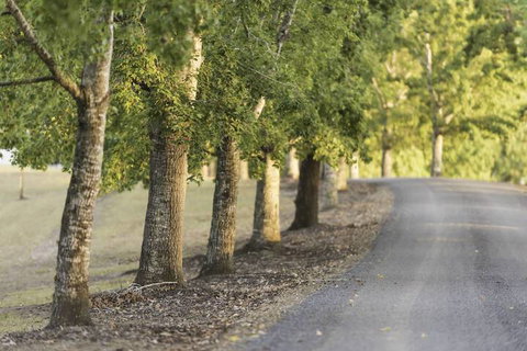 Clarendon Forest Retreat - Inverell Accommodation 3