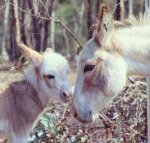 Donkey Tales Farm Cottages - Inverell Accommodation