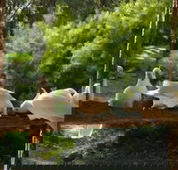 The Burrow At Wombat Bend - Inverell Accommodation