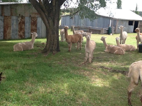 Glen Waverly Farmstay - Inverell Accommodation 1