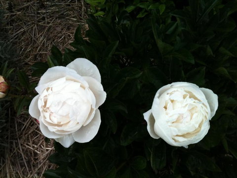 Glen Waverly Farmstay - Inverell Accommodation 5