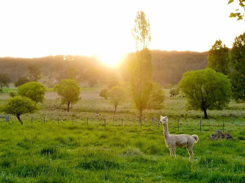 Glen Waverly Farmstay - Inverell Accommodation 6