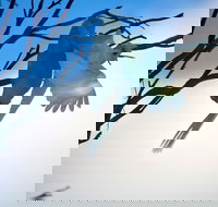 Tenterfield Cottage Holiday House - Inverell Accommodation