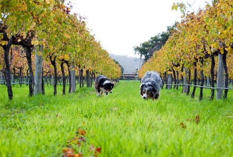 Arimia Restaurant And Winery - Inverell Accommodation 12