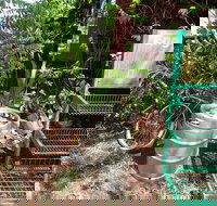 Larrimah Pink Panther Hotel - Inverell Accommodation