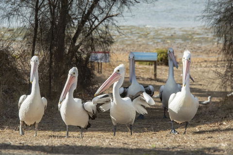 Mercure Kangaroo Island Lodge - Inverell Accommodation 15