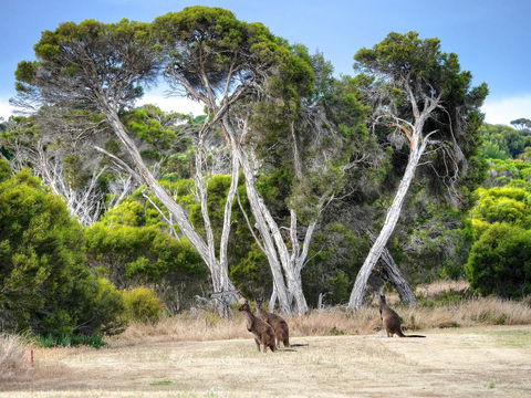 Mercure Kangaroo Island Lodge - Inverell Accommodation 33